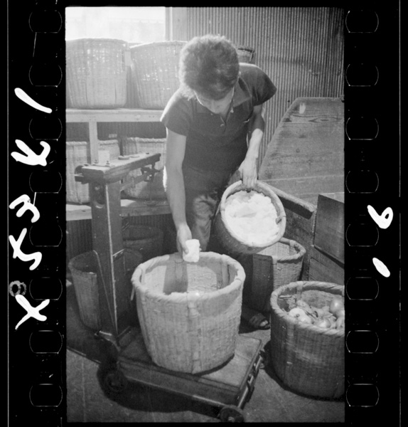 Soushokudoubutsunoesanishiowomazeru