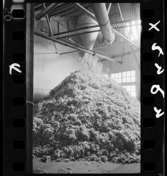 Chougou.youmou,noiru.hanmounadowomazeru