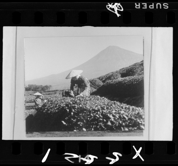 四番茶の刈取り.静岡県富士郡