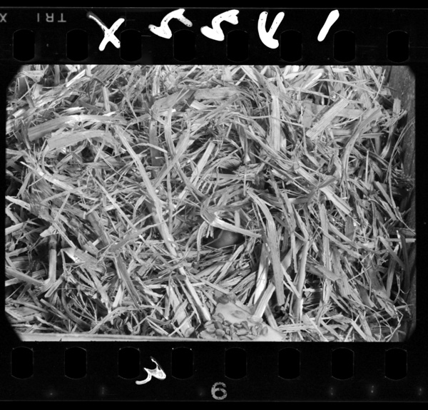 Sunotsuuronookuniakaikogamieta