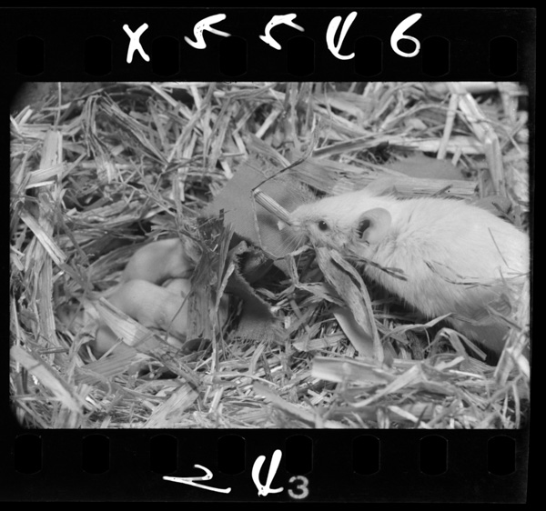 Oyahawarayaborowohakondekakusoutosuru