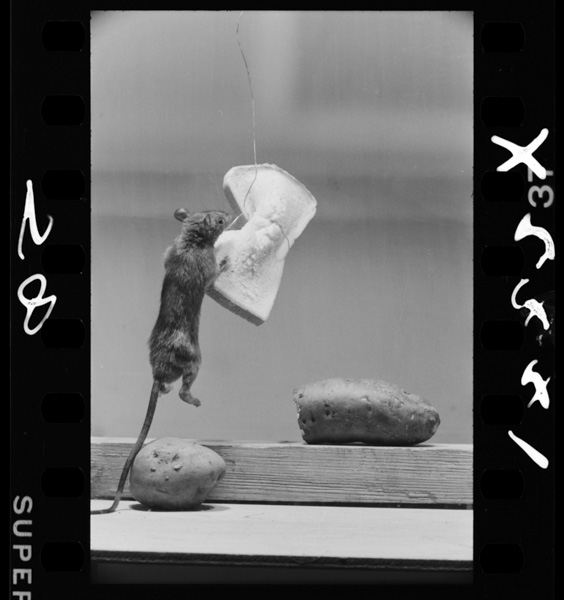 Imoyorimopangahoshiinokazenshinnochikarawokometetobiagaru