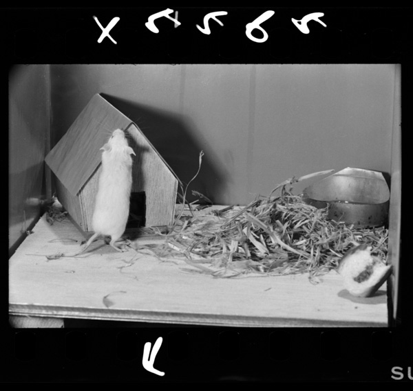 Seigo13nichime.atarashiisuniutsusu