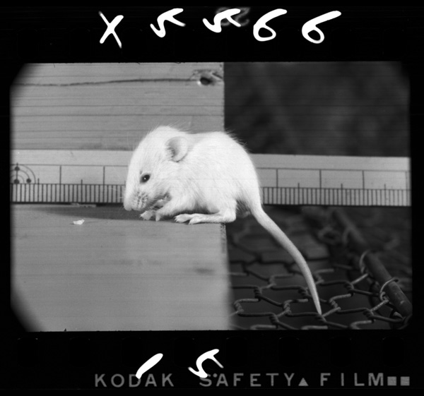 Konogoroyouyakumegaaku