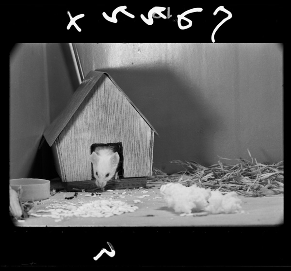 15日目.親が巣を出る.仔はよく歩けないが動きはかなり活発