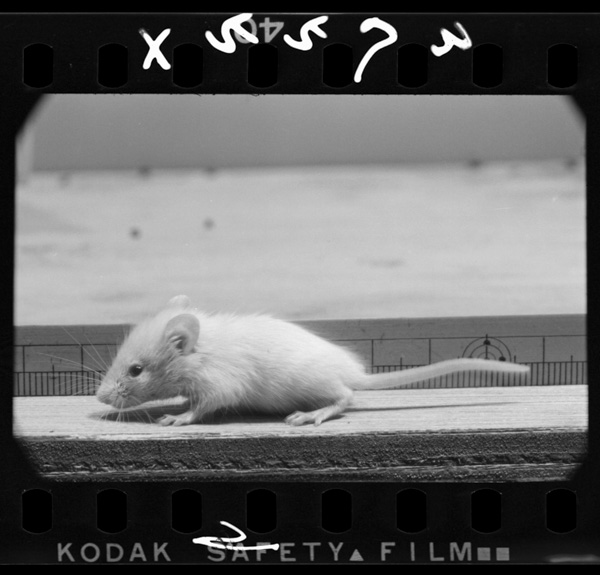 17nichime.sakannisuwodeirisuru.arukikatagaumakunari,mizumonomu