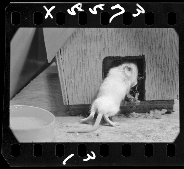 17nichime.sakannisuwodeirisuru.arukikatagaumakunari,mizumonomu