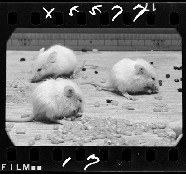 20nichime.kataiesawotabeyoutosuru