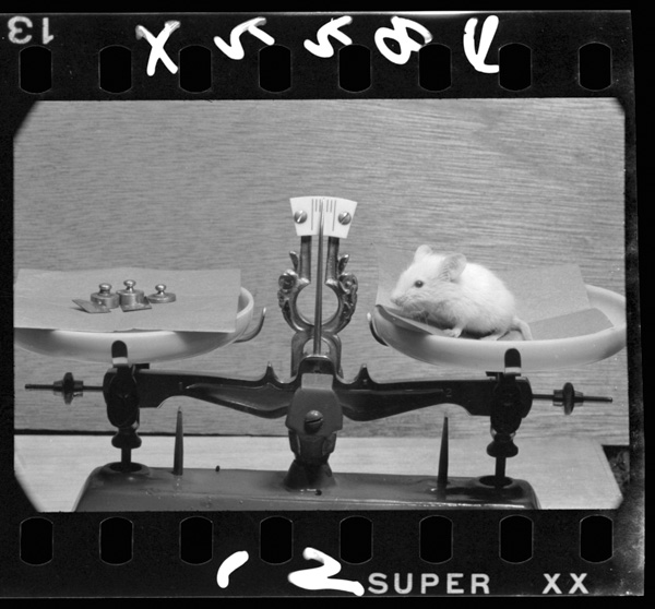 23nichime.taijuuha6.1guramu