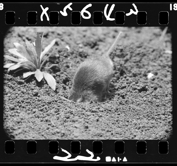 Akanezumigasunonakanikieta