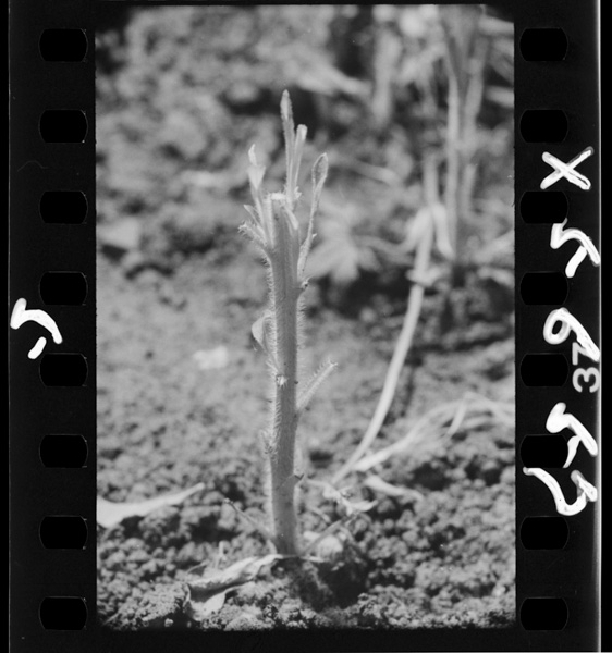 Akanezuminikuikiraretahimemukashiyomogi