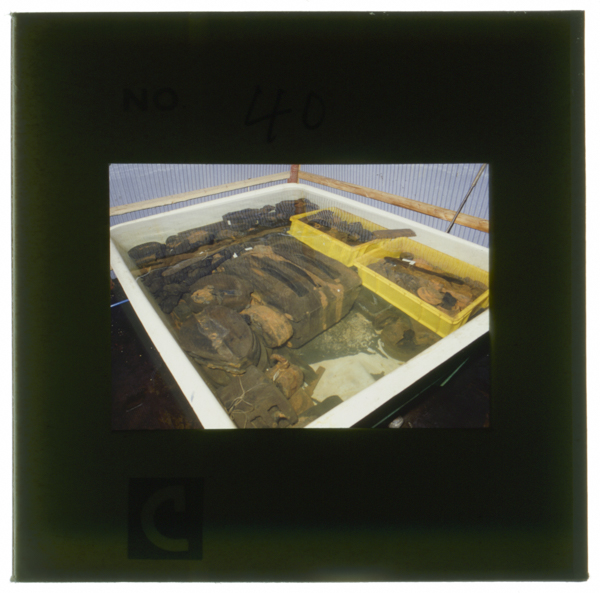 Datsuenshorisounitsukeraretahikiageibutsuzaishitsuniyotteshorikikanhahantoshikara1nenkakaru