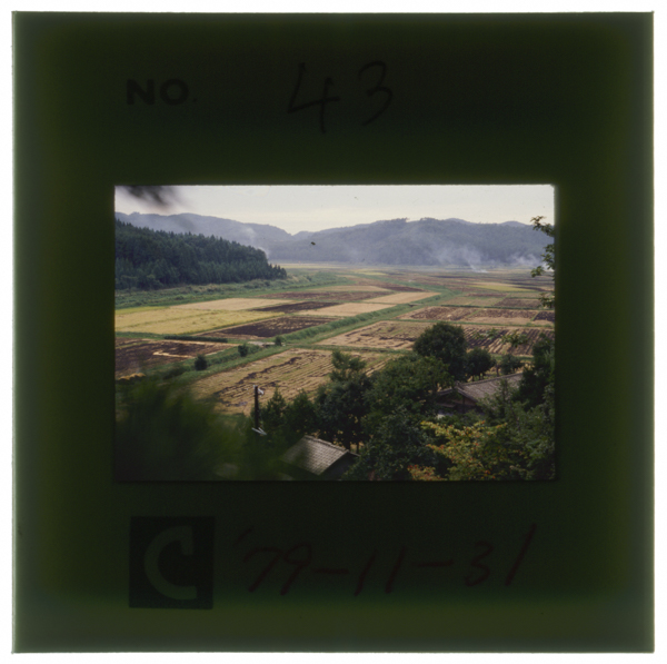 長雨が続けば一面の沼と化した悲劇も 遠い昔語りとなった 美田の広がる円上寺付近