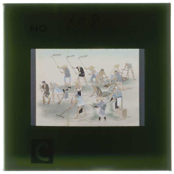 藍こなし 刈取った葉はその夜のうちに刻み 翌朝ムシロに広げて乾燥しながら唐竿でたたいてこなした(同上)