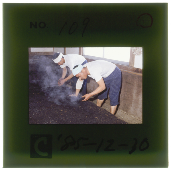 切返し前に■の発酵状態を慎重に調べる佐藤昭人さん 左は息子の好昭さん 藍は生きもの 絶えず微妙に変化する(■はくさかんむりに...