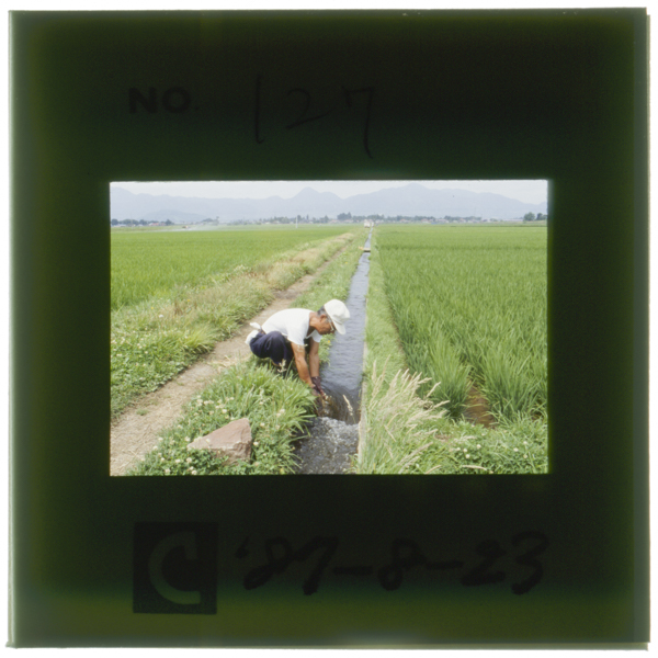 網の目のような末端水路まで十分に配水されて 今年の稲作も順調だ(矢巾町高田)