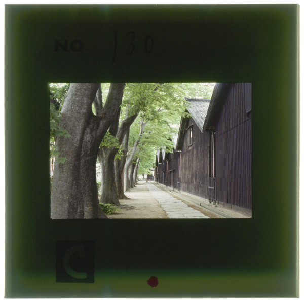 山居倉庫西側の欅並木 樹齢100年に達する 倉庫を夏の直射日光と冬の西風から守るために植えられた 現在は庄内米歴史資料館へ抜...