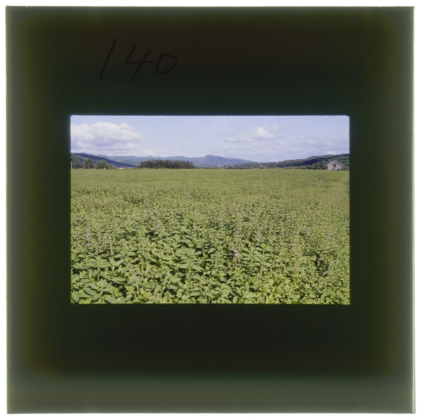 Shuukakunochikaihakkabatakehokkaidoumonbetsuguntakinouechoukamisakuru9gatsuchuujunkaragejunnokaikakinikaritorugenzainokitamichihoudehakkabatakewomikakerukotohasukunaigakokotakinouechoudehaimamo40choubuhodosaibaisareteiru