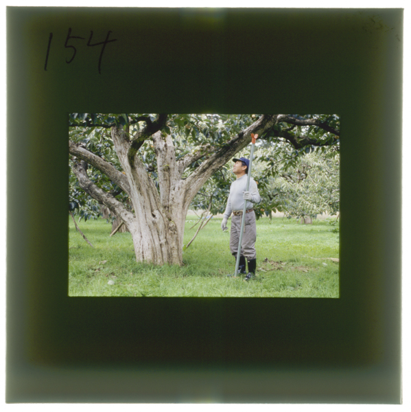 酒井調良が植えた「庄内柿」初期の古木。樹齢90年に近いものが,酒田市黒森に30数本残っており,調良養子の孫,酒井守喜氏が守っ...