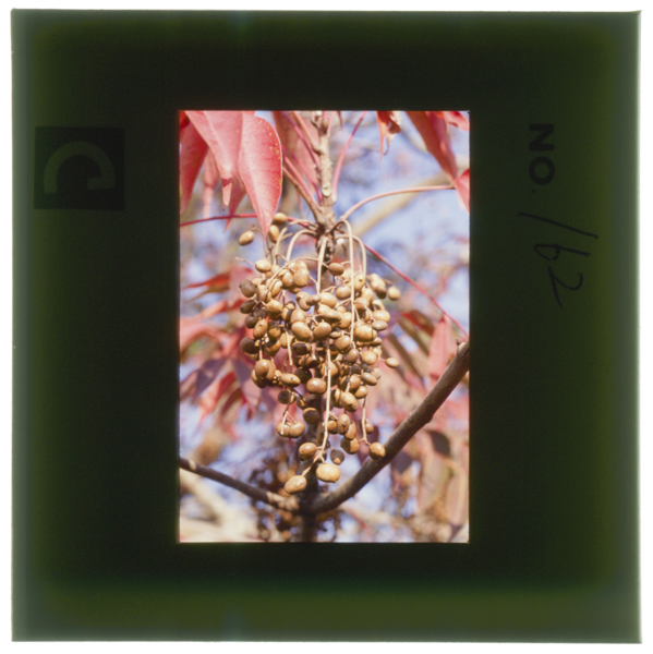 ハゼの紅葉と果実。11月末ごろ完熟した実のロウ分は,樹上で日がたつにつれ質が良くなる。